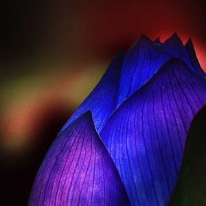 Meet your Posher, Polly